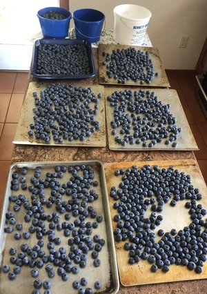 Bennett Blueberries laid out on a cookie sheet to freeze individually. 
